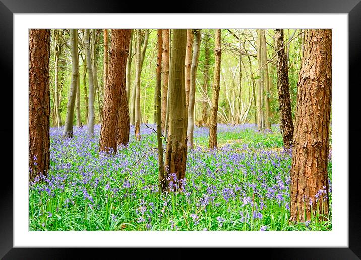 Spring time has come Framed Mounted Print by Craig Cheeseman