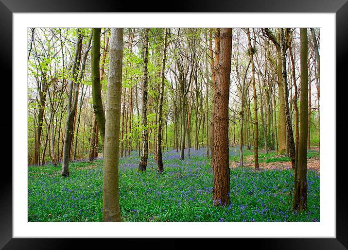Spring time woodlands Framed Mounted Print by Craig Cheeseman