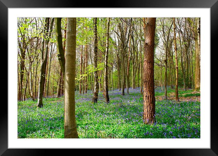 Spring time woodlands Framed Mounted Print by Craig Cheeseman
