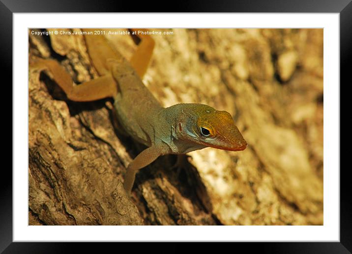 Anole Framed Mounted Print by Chris Jackman