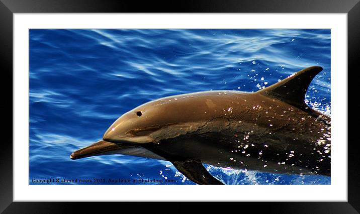 Dolphine Framed Mounted Print by David Maldives