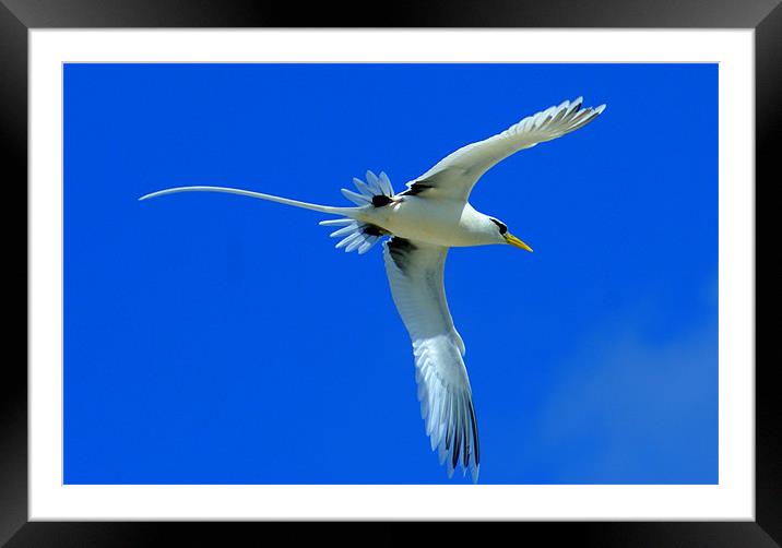 Bird Framed Mounted Print by David Maldives