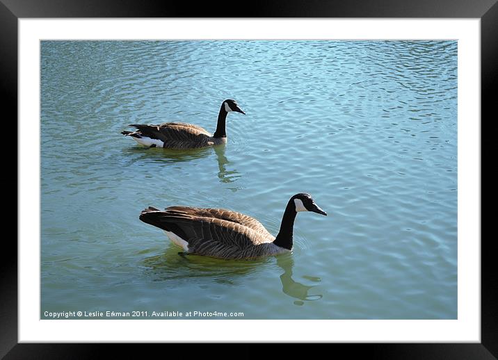 Swimming Canada Geese Framed Mounted Print by Leslie Erkman