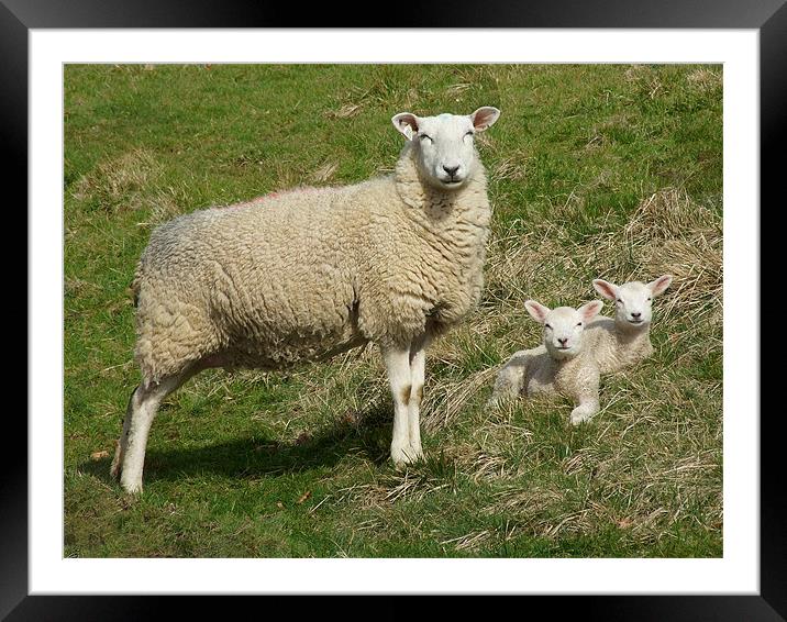 Family Portrait Framed Mounted Print by Alan Kirkby