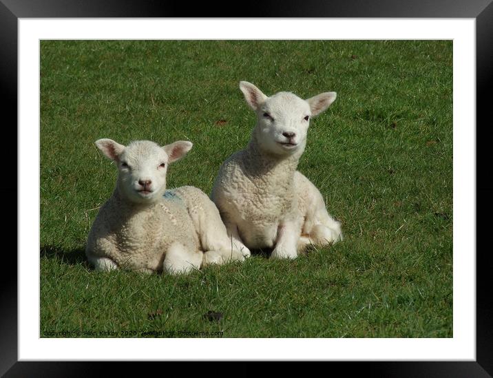 Lambs Framed Mounted Print by Alan Kirkby