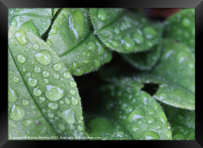 Morning dew Framed Print by Wesley Martino