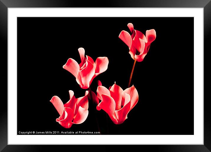 Cyclamen Framed Mounted Print by James Mills