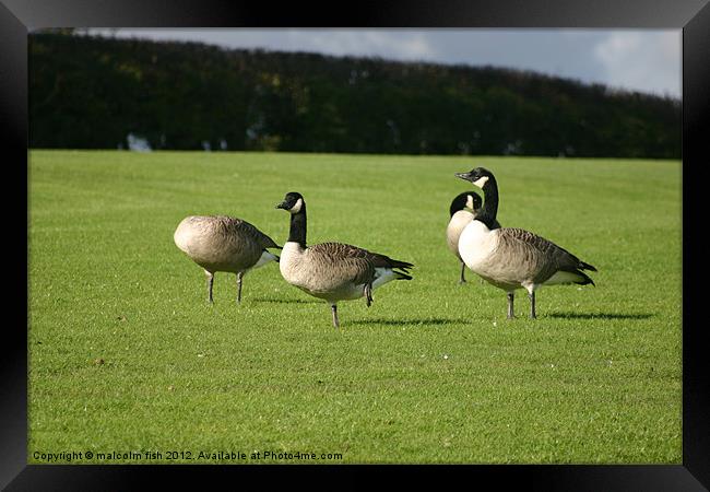 Don't Fall Over Framed Print by malcolm fish