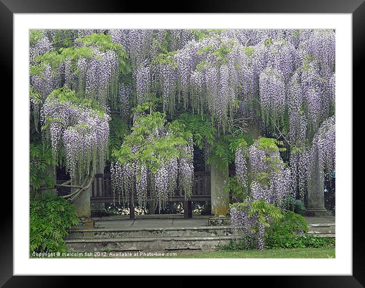 WISTERIA( SINENSIS) HEAVEN Framed Mounted Print by malcolm fish