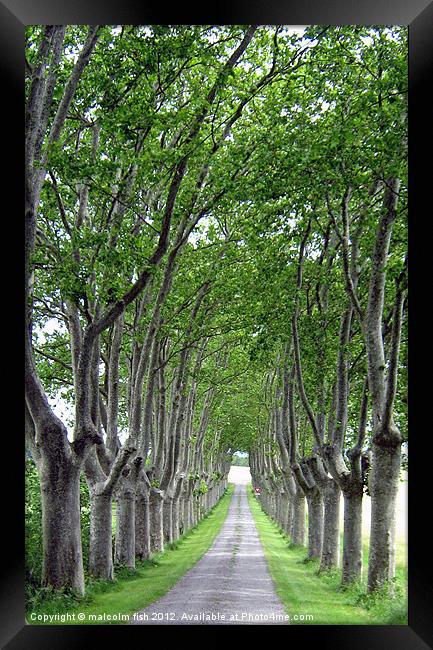 FRENCH COUNTRY LANE Framed Print by malcolm fish