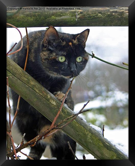 POLE CAT. Framed Print by malcolm fish