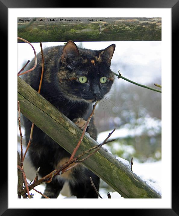 POLE CAT. Framed Mounted Print by malcolm fish