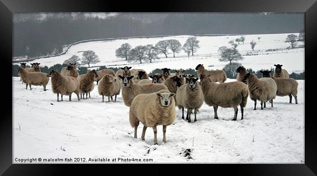Ewe it's cold out here Framed Print by malcolm fish