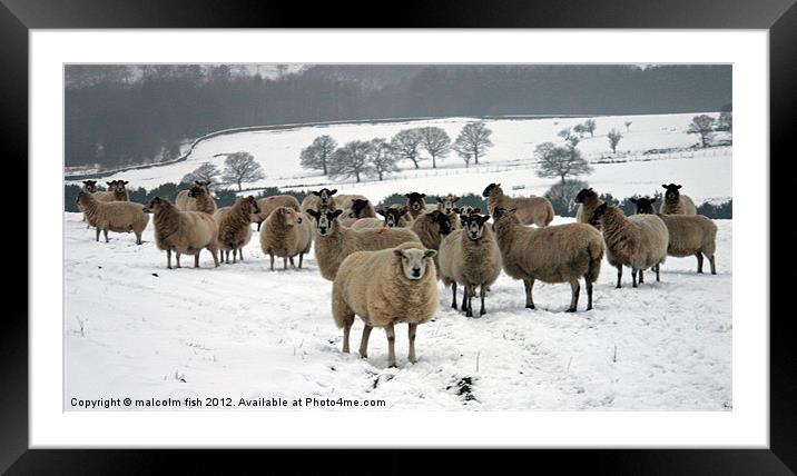 Ewe it's cold out here Framed Mounted Print by malcolm fish