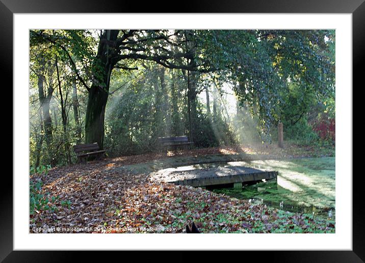 Woodland Sun rays. Framed Mounted Print by malcolm fish