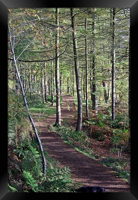 WOODLAND PATH Framed Print by malcolm fish