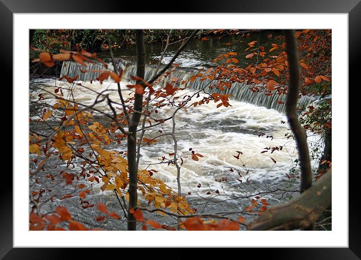Brabyns Weir. Framed Mounted Print by malcolm fish