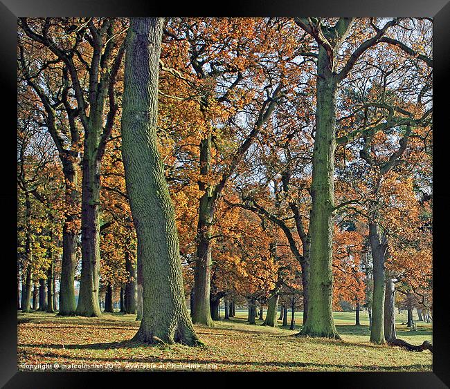 The Oak Wood Framed Print by malcolm fish