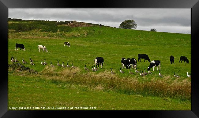 JUST PASSING THROUGH Framed Print by malcolm fish