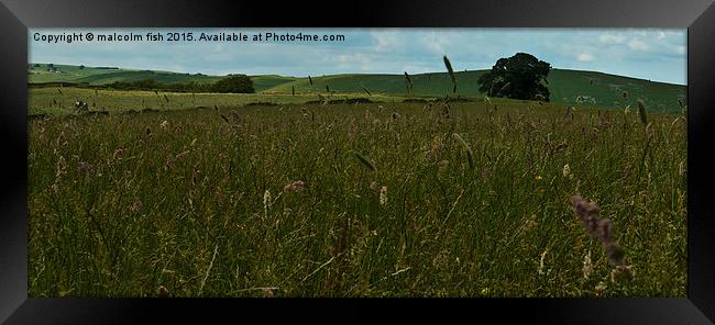 meadow of wild flowers Framed Print by malcolm fish