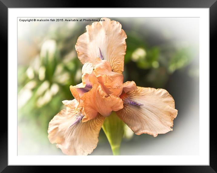  Bearded Iris Framed Mounted Print by malcolm fish