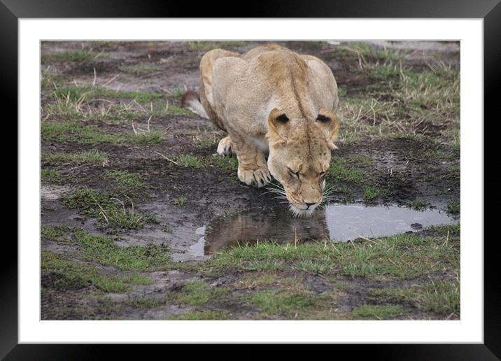 I`m Just Too Good To Be True Framed Mounted Print by shirley mcconnell