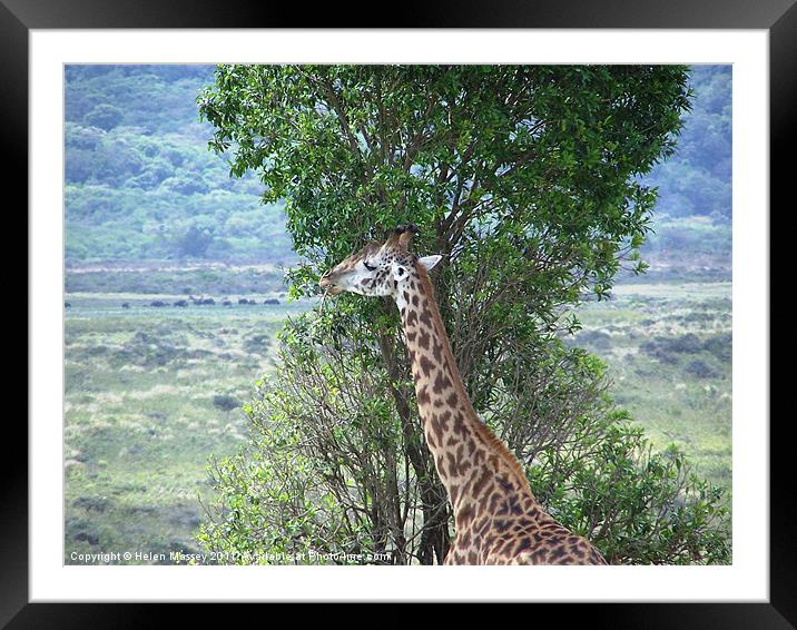 Browsing Giraffe Framed Mounted Print by Helen Massey