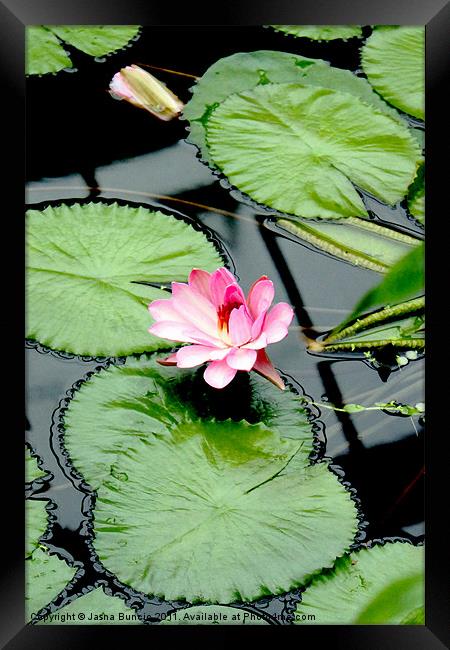 The beauty of Water Lily Framed Print by Jasna Buncic