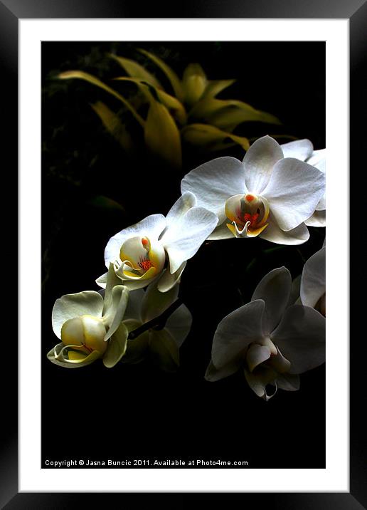 White orchid on dark background Framed Mounted Print by Jasna Buncic