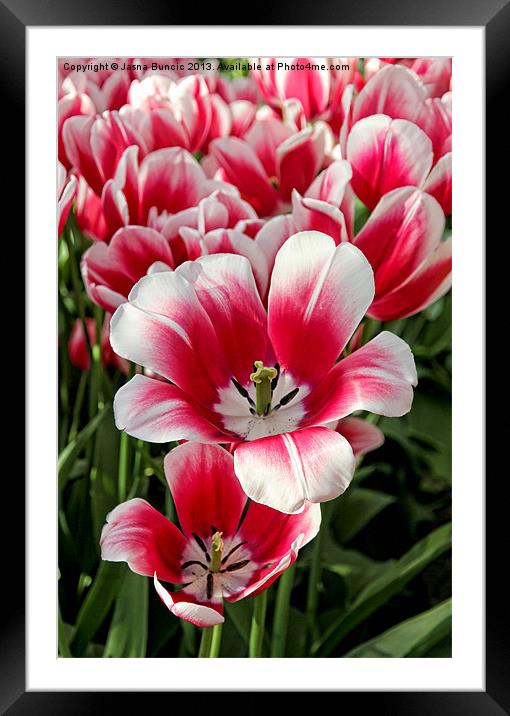 Tulip Annemarie Framed Mounted Print by Jasna Buncic