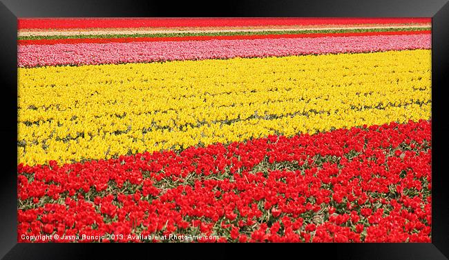 Tulip fields 1 Framed Print by Jasna Buncic