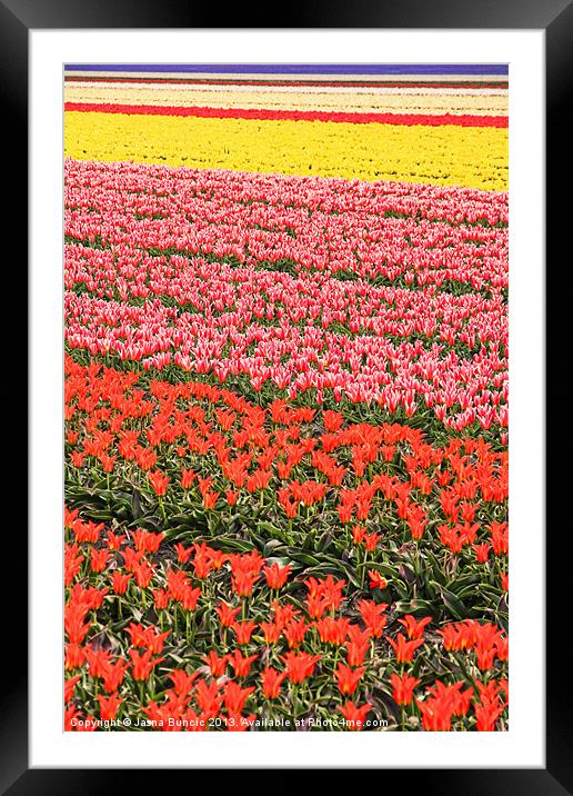 Tulip fields 2 Framed Mounted Print by Jasna Buncic