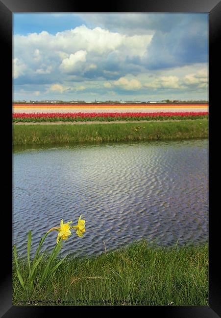 Tulip fields 4 Framed Print by Jasna Buncic