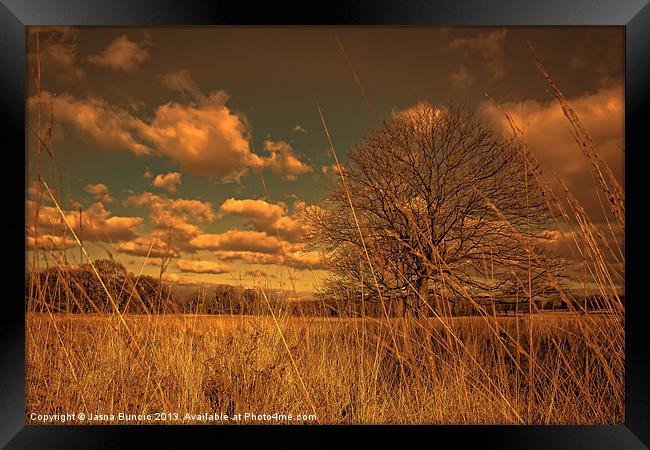 Watching from the tall grass Framed Print by Jasna Buncic