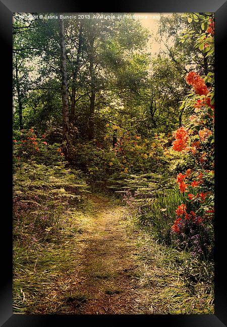 Flower walk Framed Print by Jasna Buncic