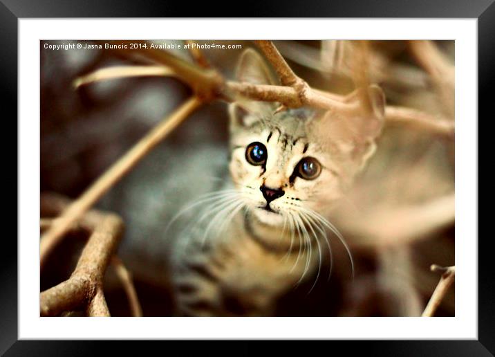 Kitten Framed Mounted Print by Jasna Buncic
