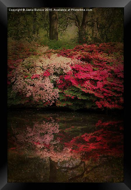 Enchanted Garden  Framed Print by Jasna Buncic
