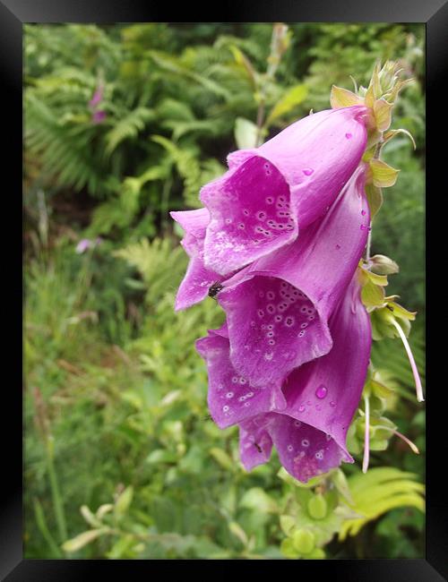 Pink fox glove Framed Print by Emily-Jane Christie