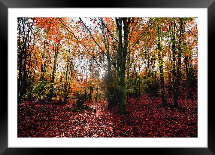 Autumn Woodland Framed Mounted Print by gary davidson