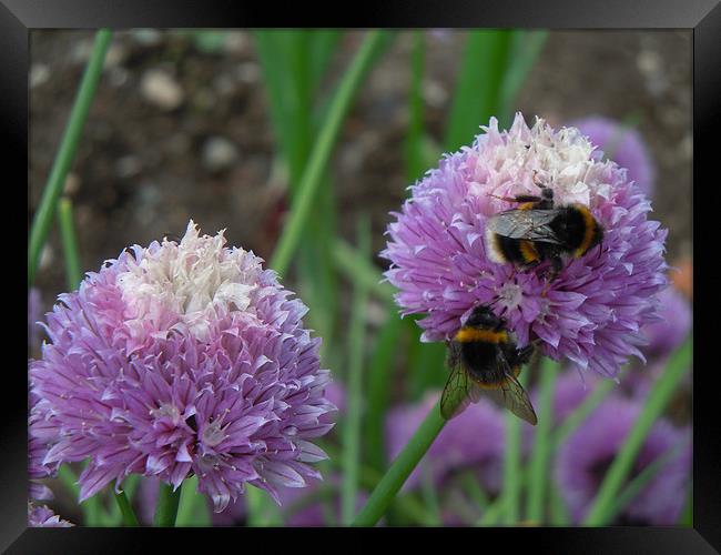 Bees love chives!!! Framed Print by peter gornall