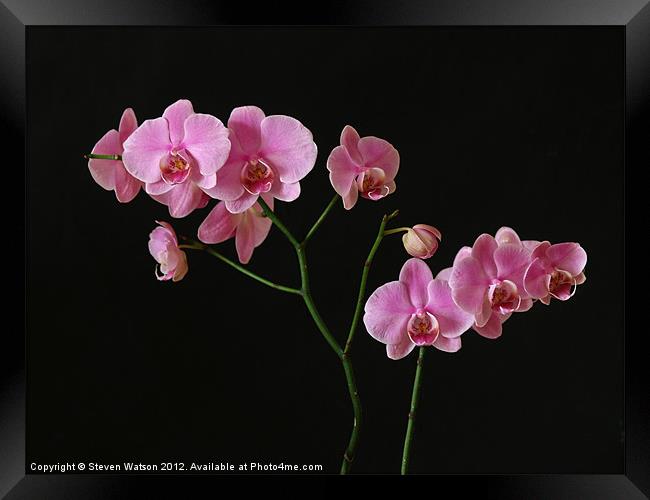 Orchid Framed Print by Steven Watson