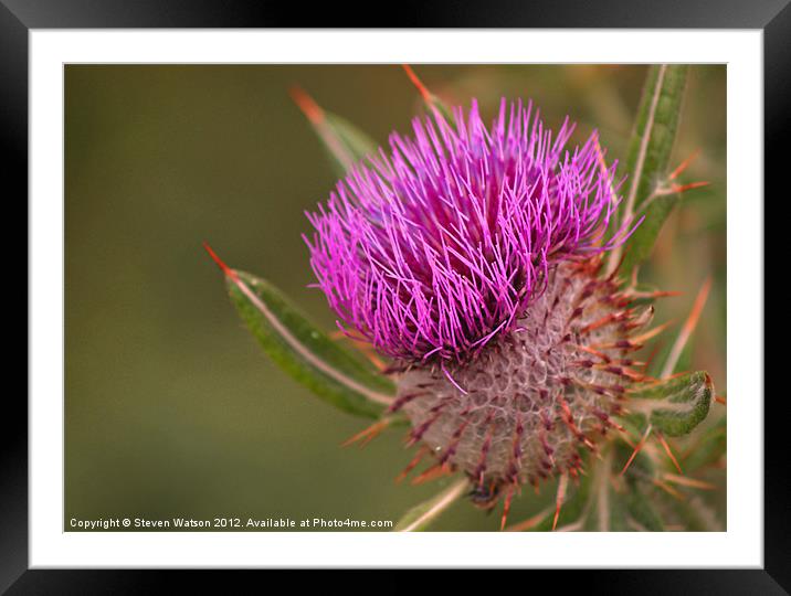 Thistle Framed Mounted Print by Steven Watson