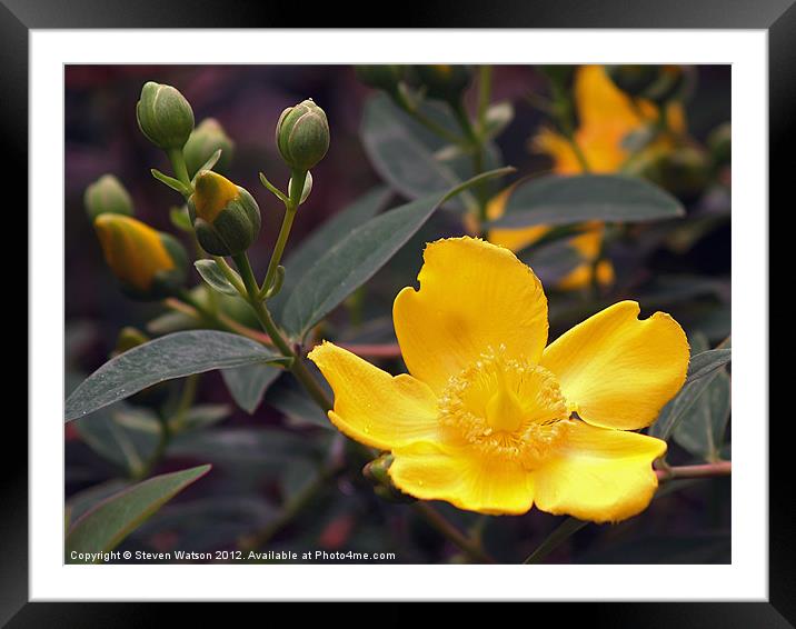 Hypericum Calcynum Framed Mounted Print by Steven Watson