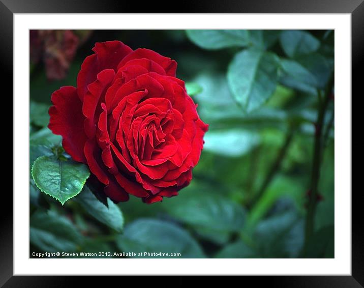 Red Climber Framed Mounted Print by Steven Watson