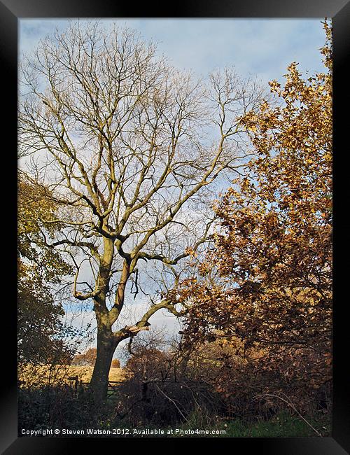 Adel Wood Autumn Framed Print by Steven Watson