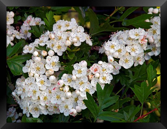 Hawthorn Framed Print by Steven Watson