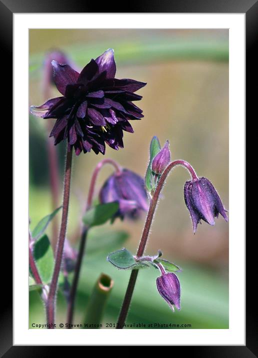 Aquilegia Stellata ' Black Barlow' Framed Mounted Print by Steven Watson