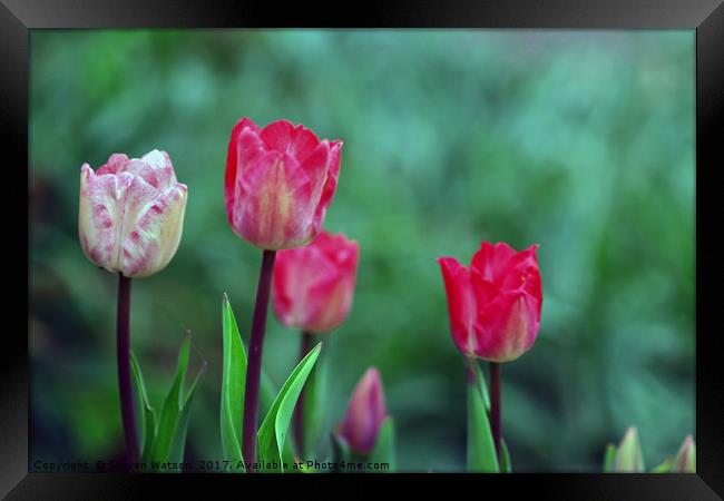 Tulip Time Framed Print by Steven Watson