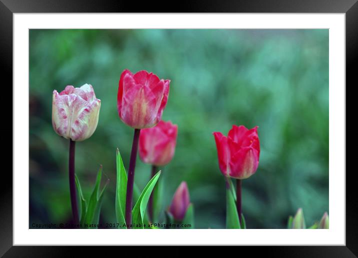 Tulip Time Framed Mounted Print by Steven Watson
