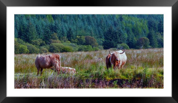 Heilan' Coos Framed Mounted Print by Steven Watson